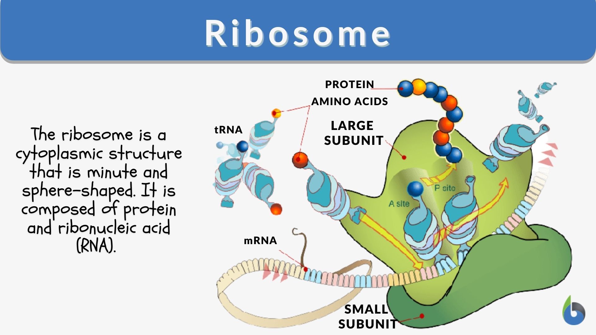 Ribosome Definition and Examples   Biology Online Dictionary