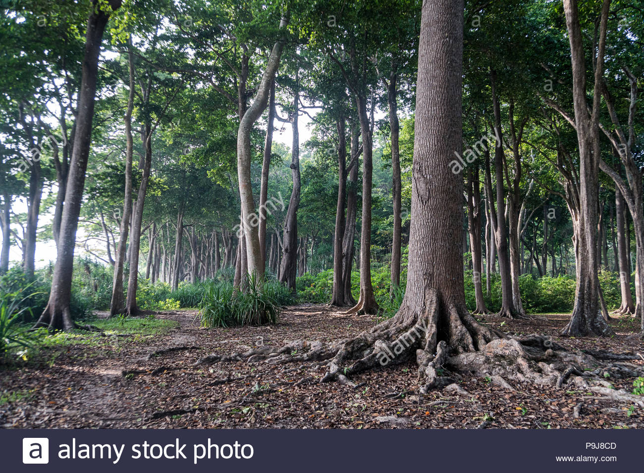 Big Tree In Forest Green Life Background Havelock Island Andaman