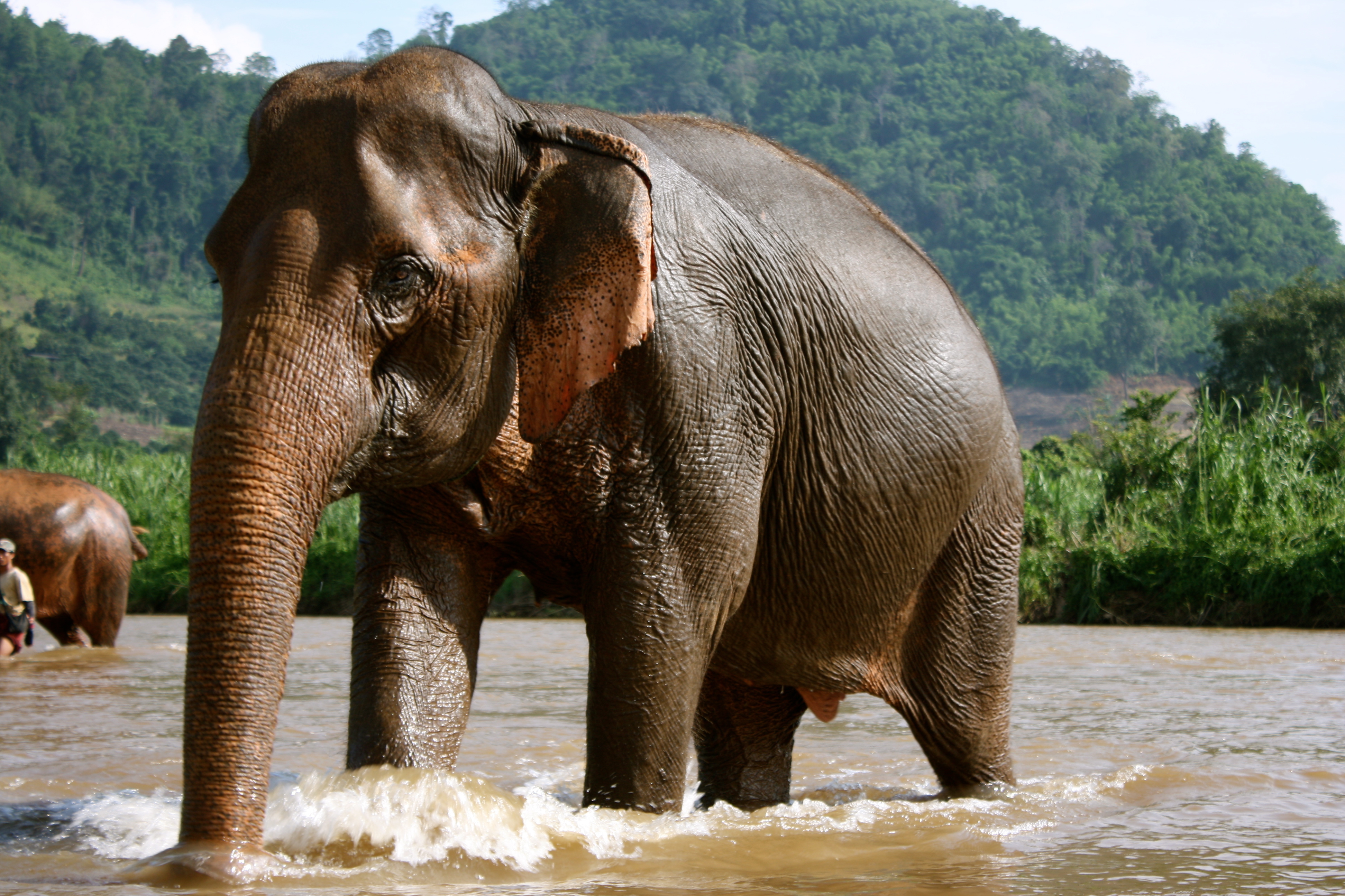 Elephant Bathing In The Resort Of Chiang Rai Thailand Wallpaper And