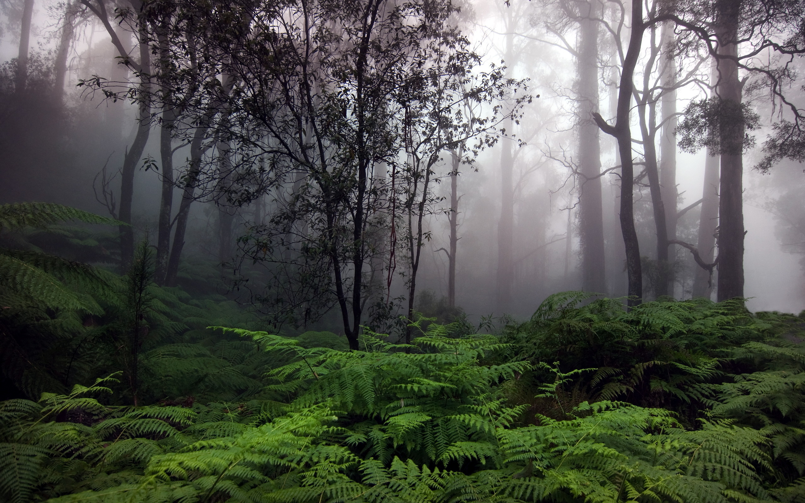 Morning Fog In The Forest Wallpaper And Image Pictures