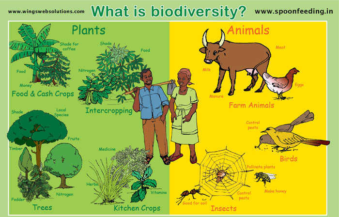 Why Is Biodiversity Important Wallpaper