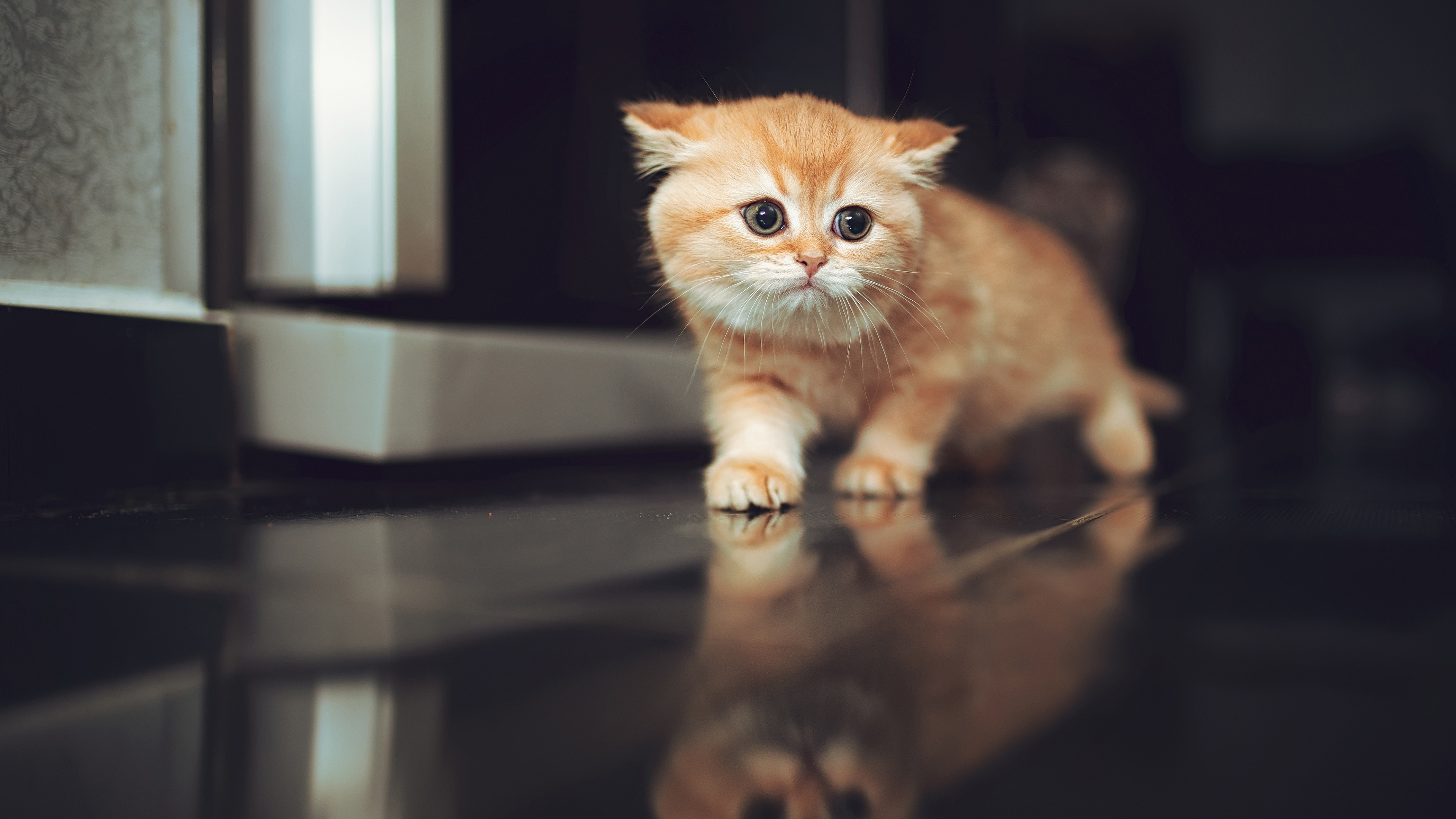 Adorable Ginger Kitten Exploring a Reflective Floor