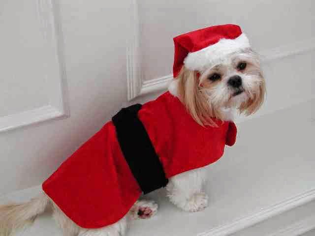 Funny Christmas Dogs 9 Cool Hd Wallpaper