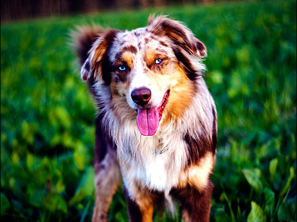 Pics Photos Australian Shepherd Dog Wallpaper