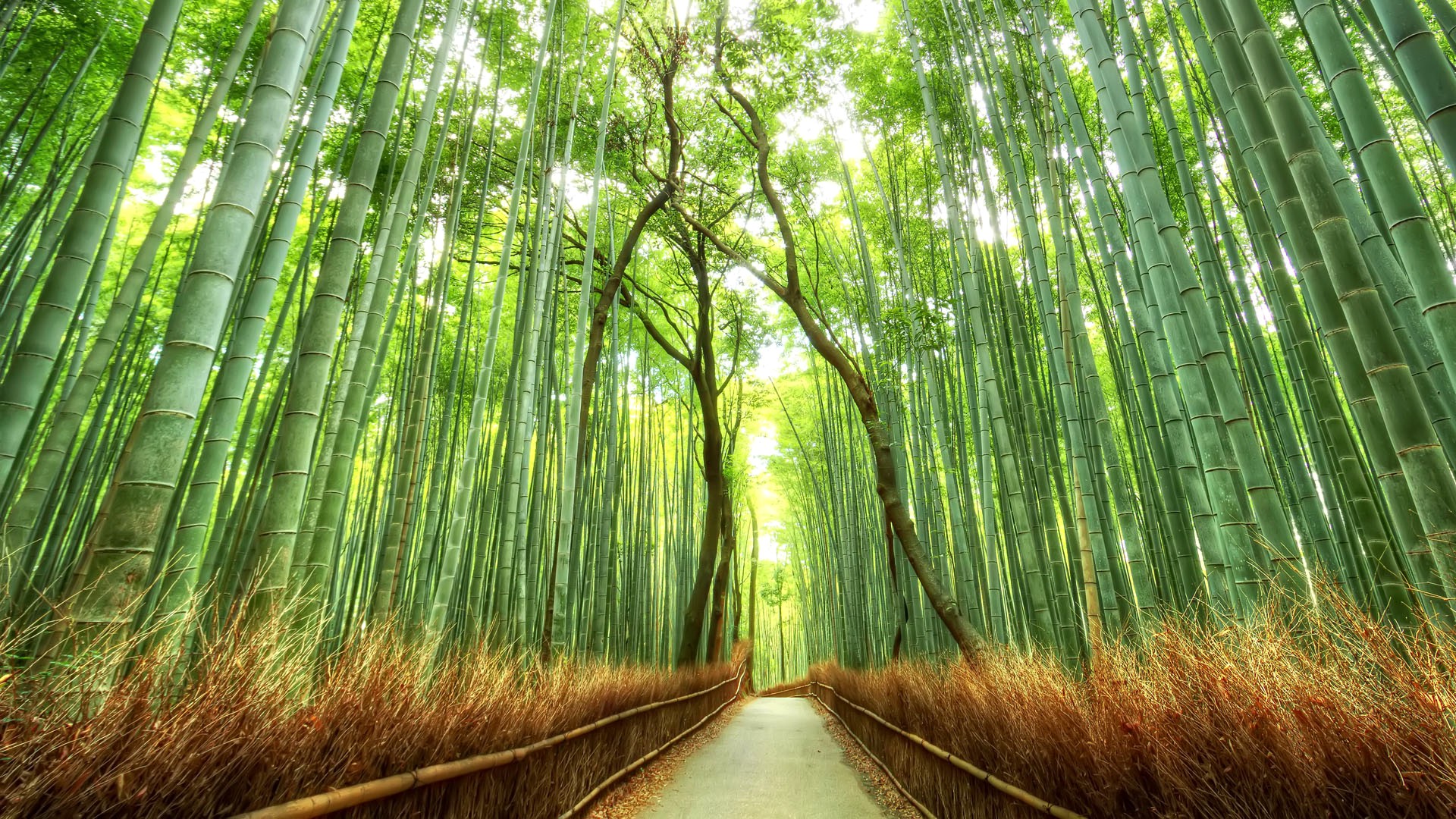 Landscape Bamboo Path Japan Nature Fence Forest Wallpaper HD