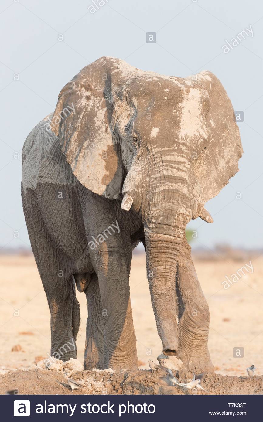 Elephant National Park Stock Photos