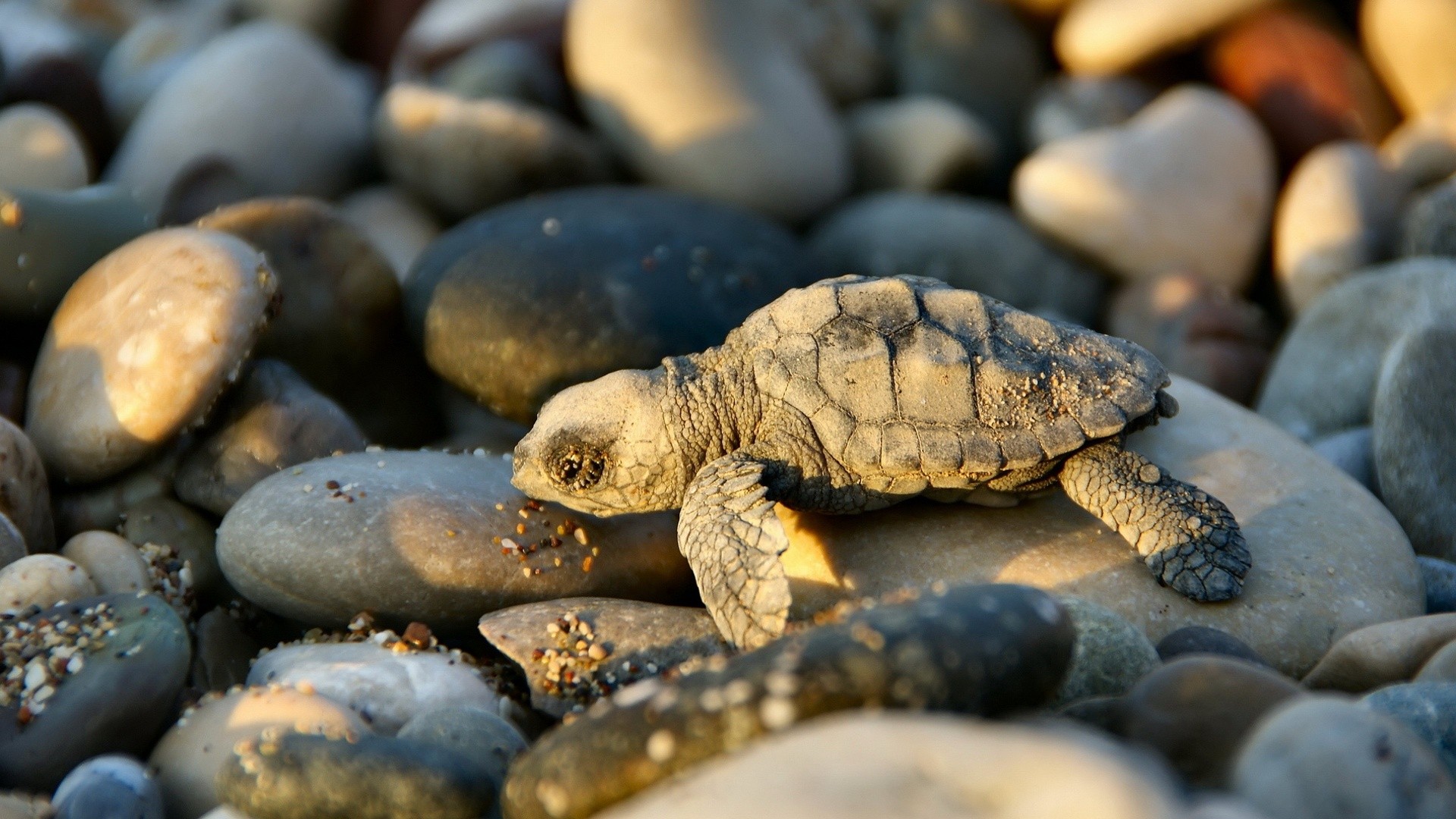 Nature Animals Wallpaper Rocks Turtles