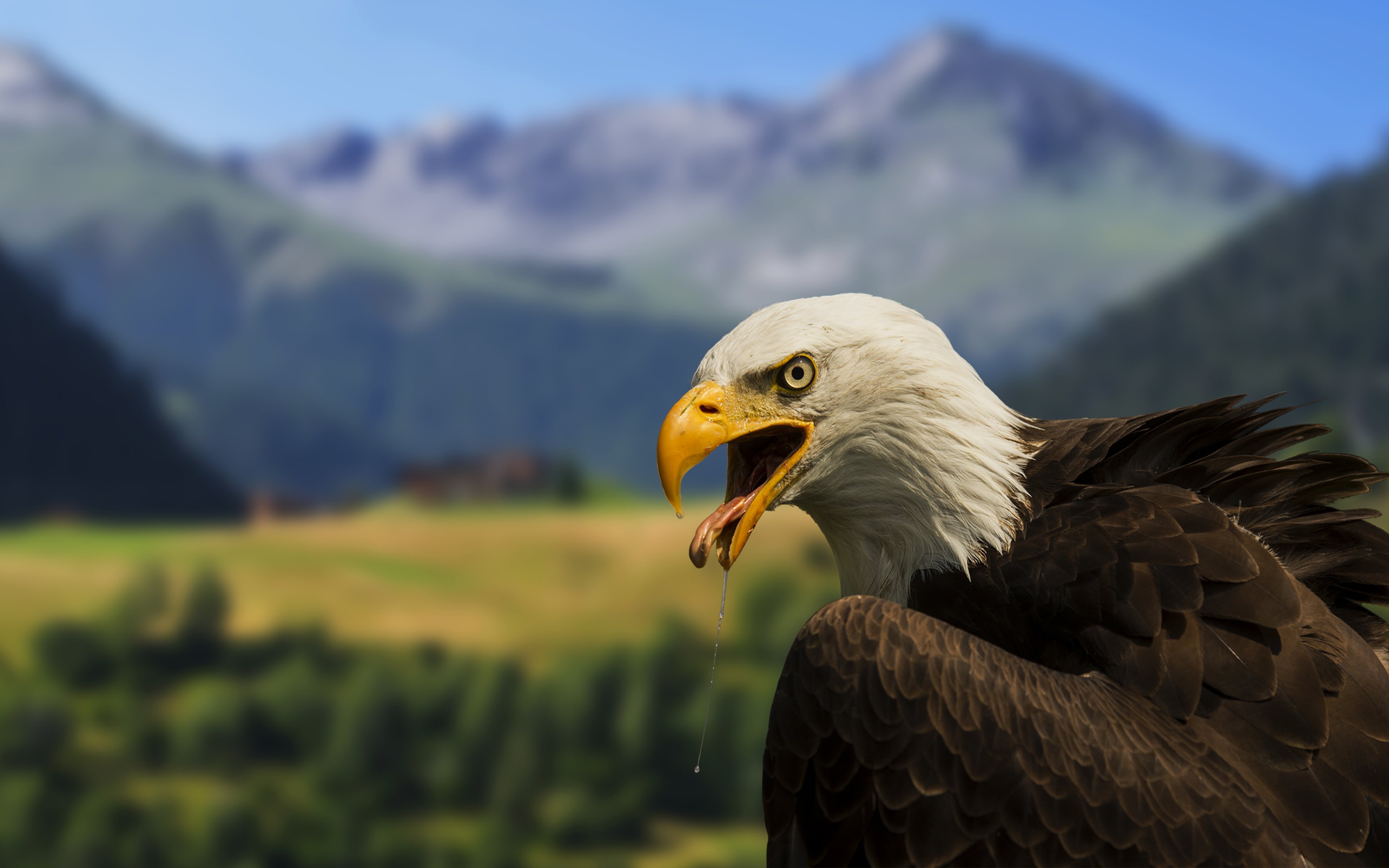 Bald Eagle on a background of mountains wallpapers and images