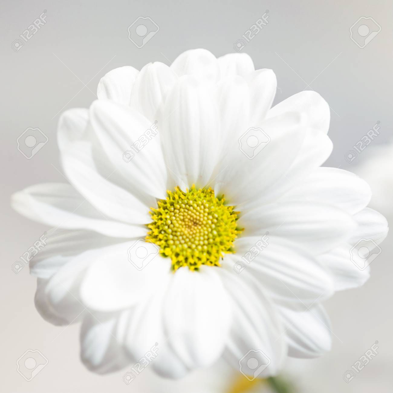 Spring Flowers Wallpaper White Gerbera Flower Or Daisy