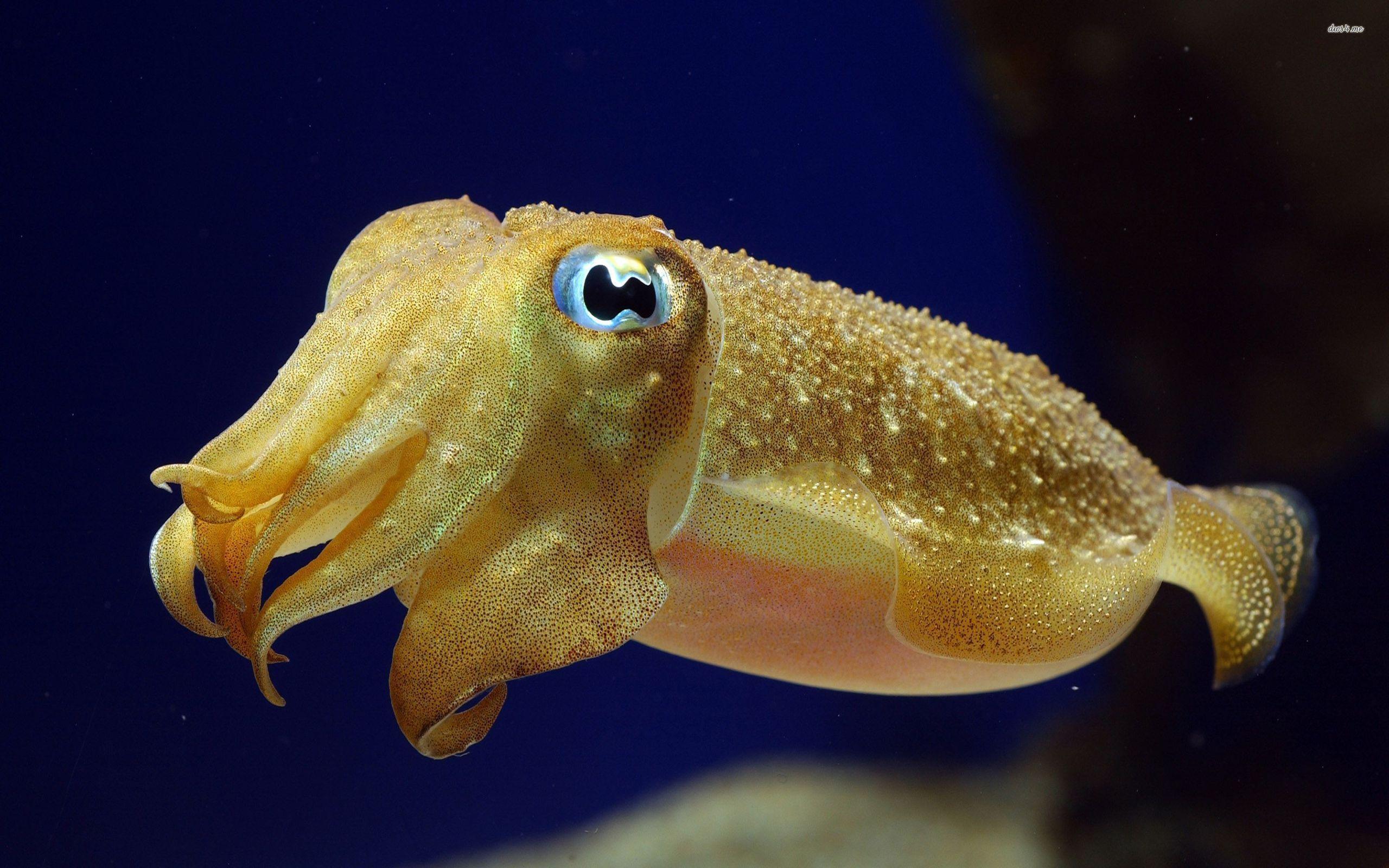 Cuttlefish Wallpaper