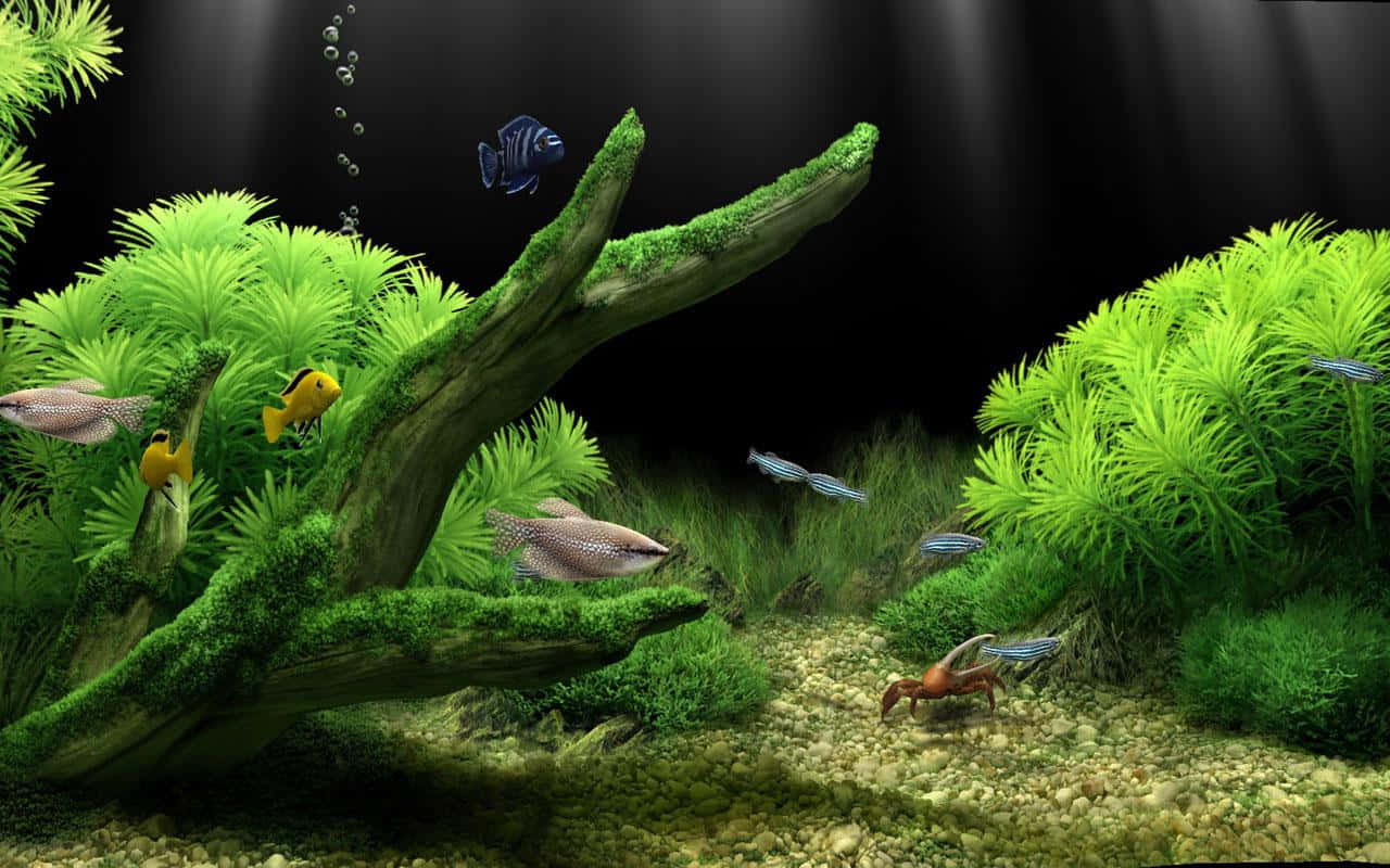 Aquarium Fish Tank Wallpaper