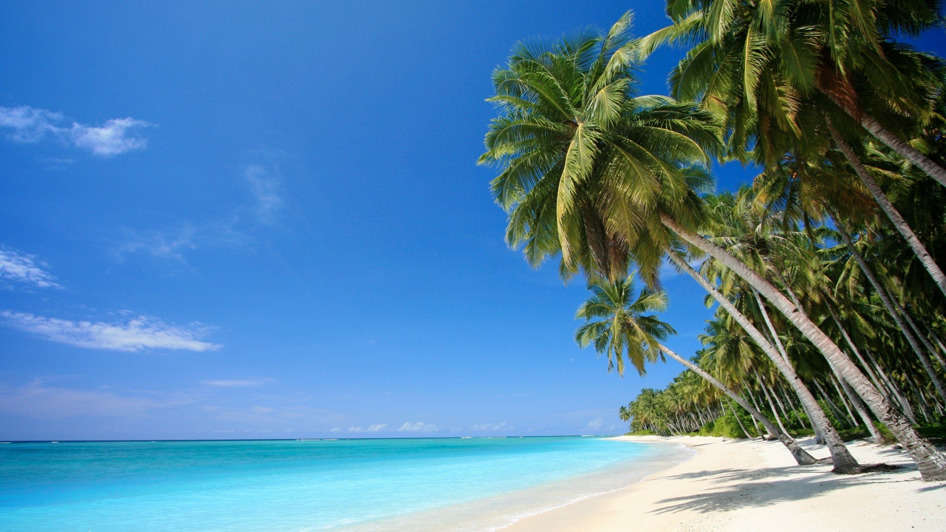 Wallpaper Caribbean Sea Palm Beach Desktop