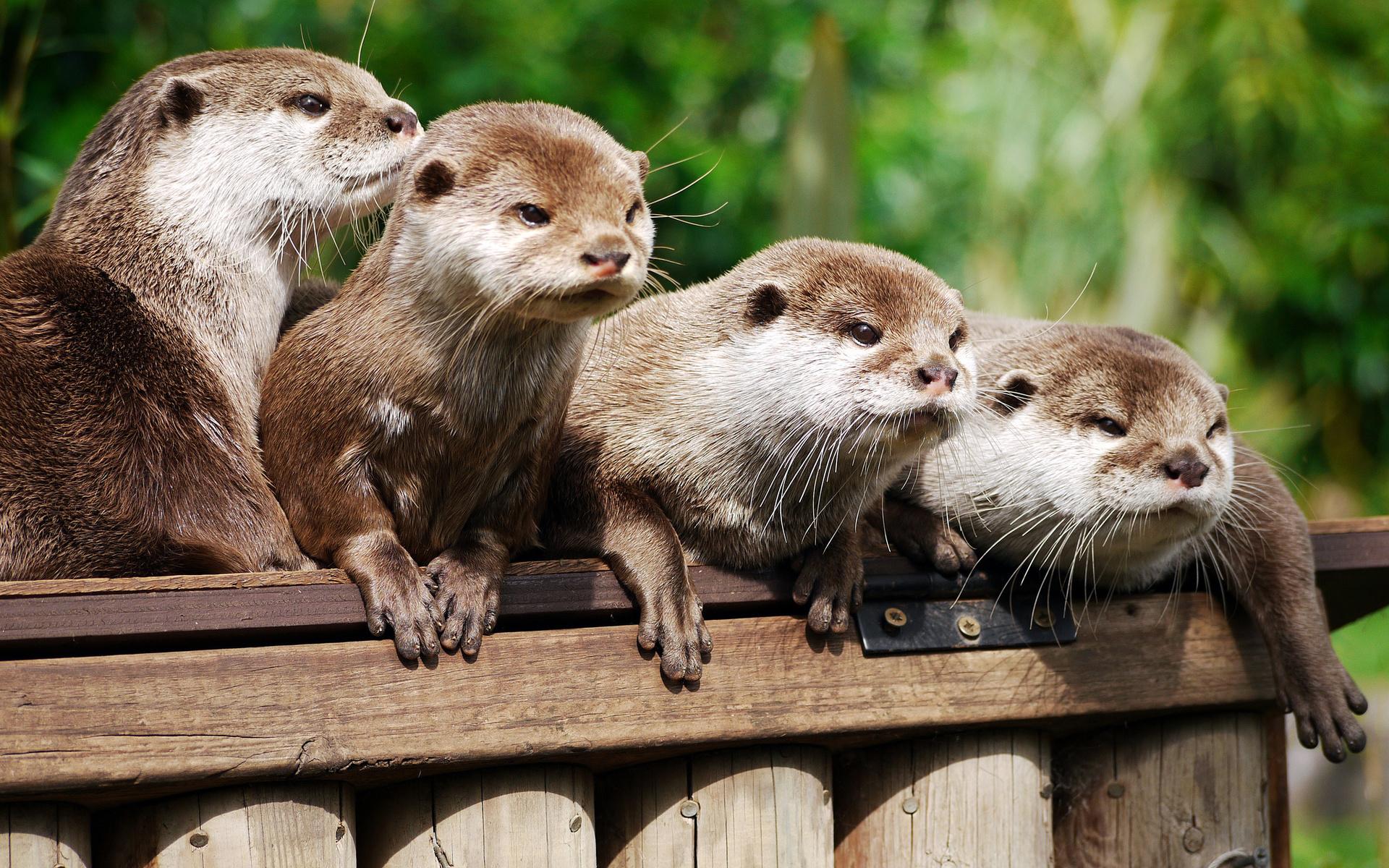 Otter HD Wallpaper Background Image Id