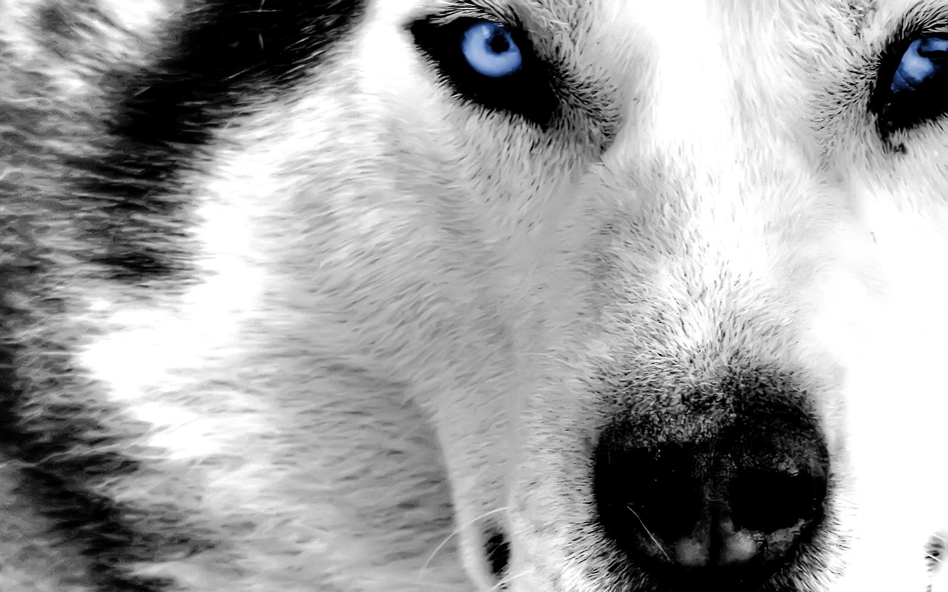 Wolf HD Wallpaper Amp Pictures