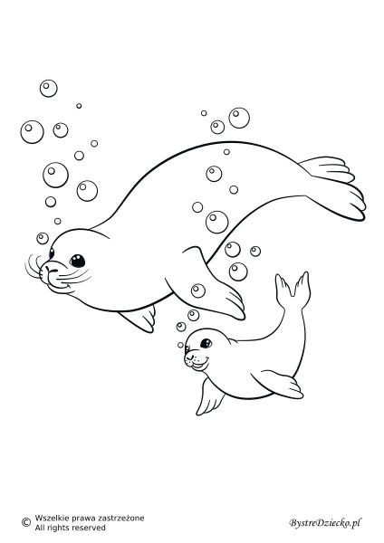 Monk Seal Colouring S For Kids Artofit Wallpaper