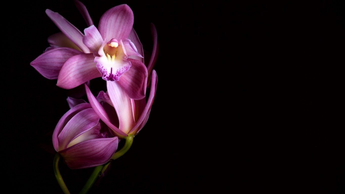 Black Orchid Wallpaper On