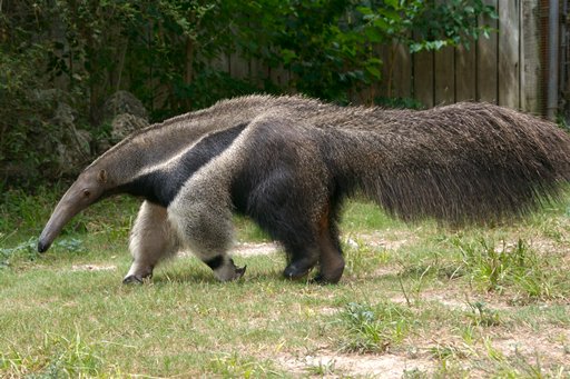 Animal Wallpaper Anteater