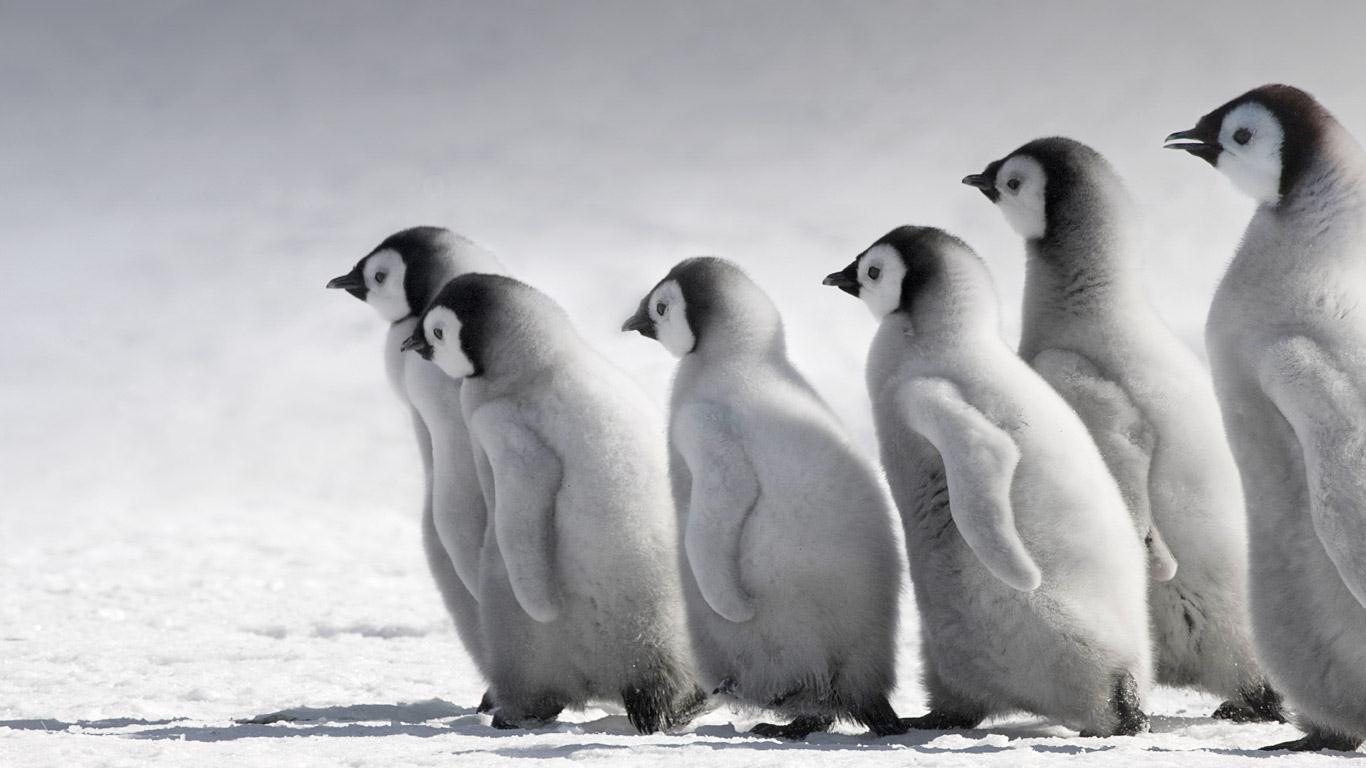 Emperor Penguin Chicks On Ice Snow