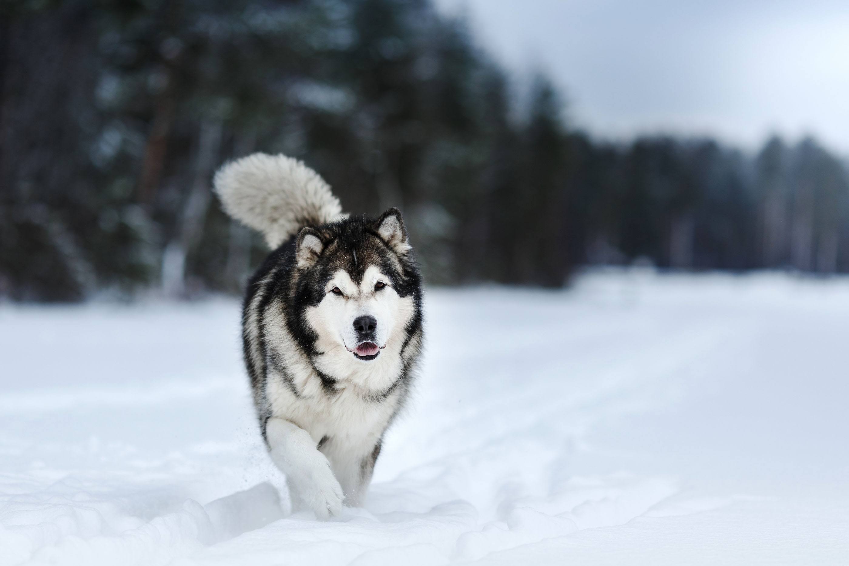 Free download Alaskan Malamute Dog Photos Wallpapers [2800x1867] for ...