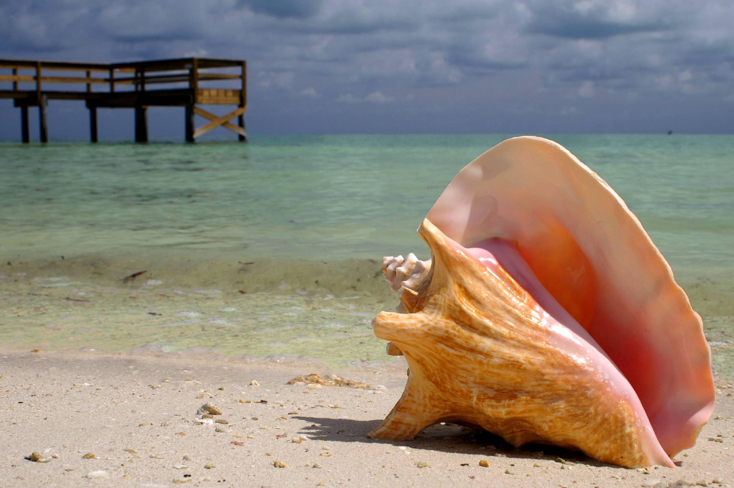 Conch Shell On Beach Hawaii High Quality And Resolution