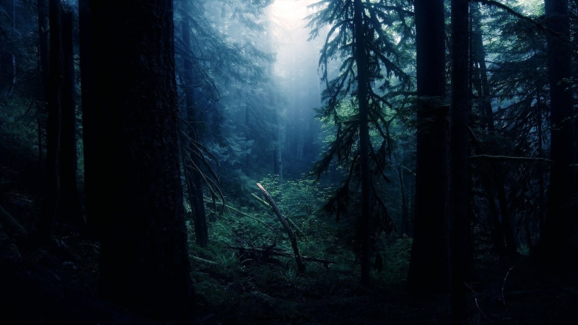Forest Night Wallpaper Sf
