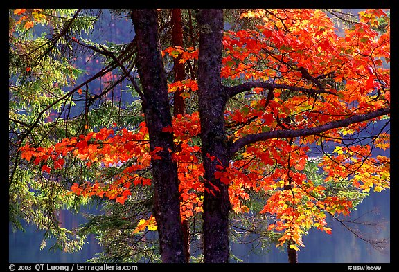 Picture Photo Maple In Fall Colors Wisconsin Usa