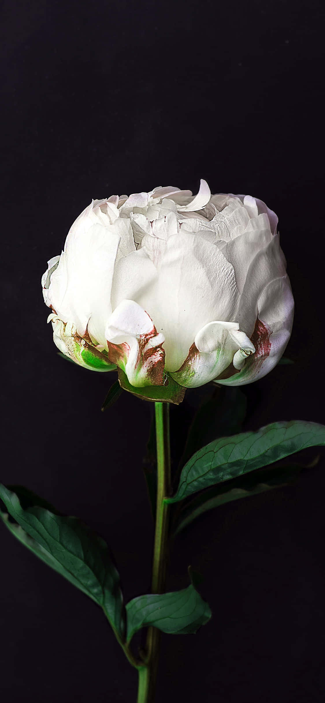 Black And White Flower iPhone Wallpaper
