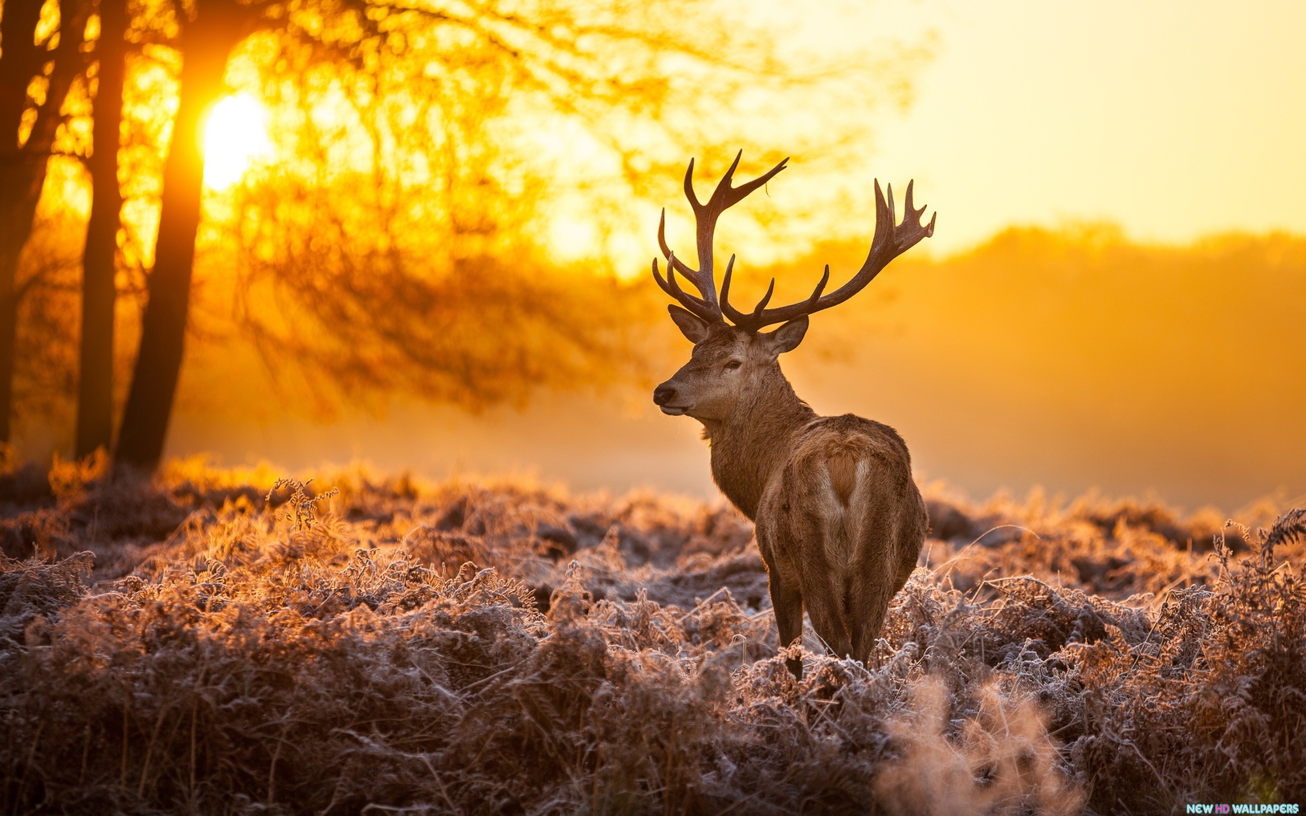 Deer Sunset Time Wallpaper In Animals With All