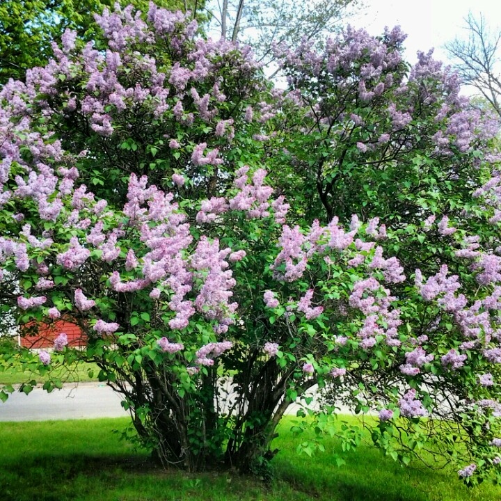 Lilac Tree Wallpaper kb Jpeg Lilac Tree