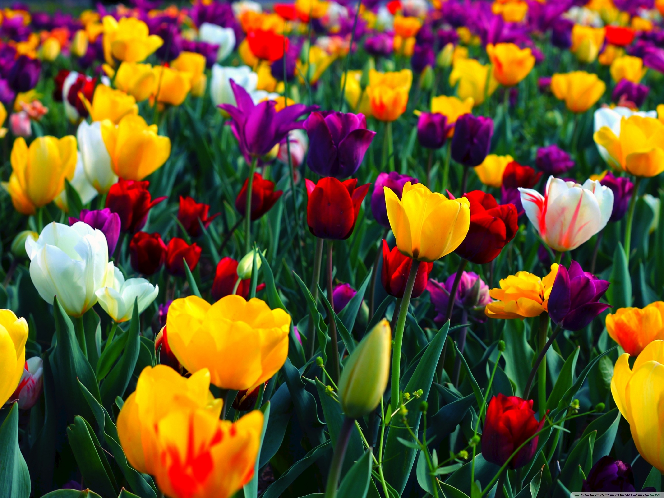 Full Hd Flowers Wallpapers WallpaperSafari