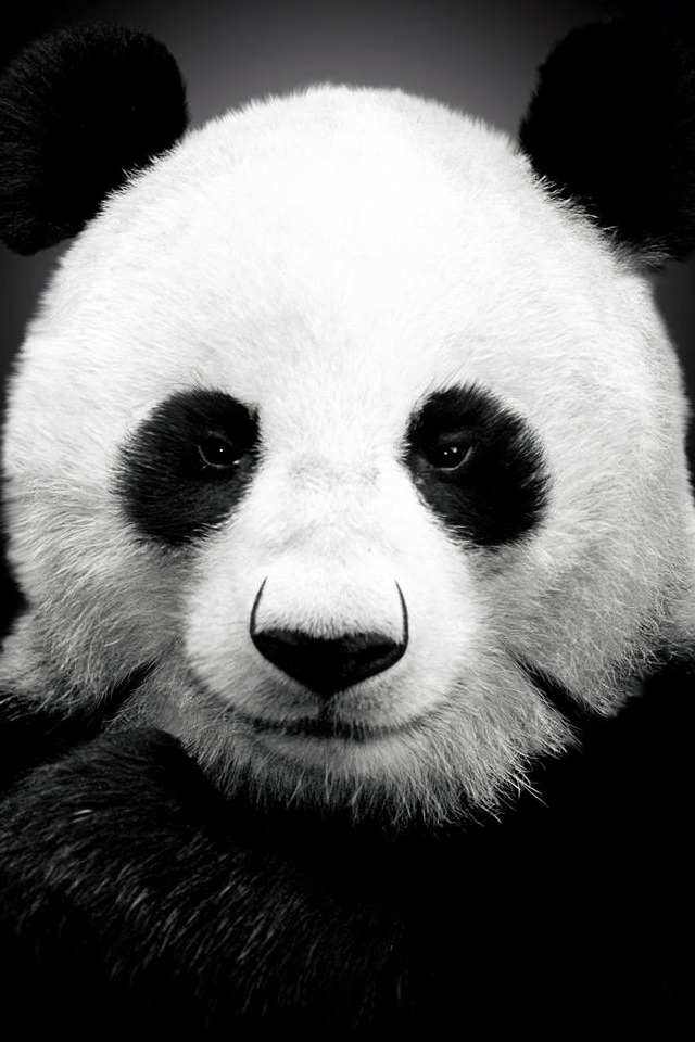 Panda Bear iPhone 4s wallpaper 640x960