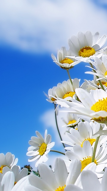 Download Cute Spring Phone Flowers Leaves Pattern Wallpaper  Wallpapers com