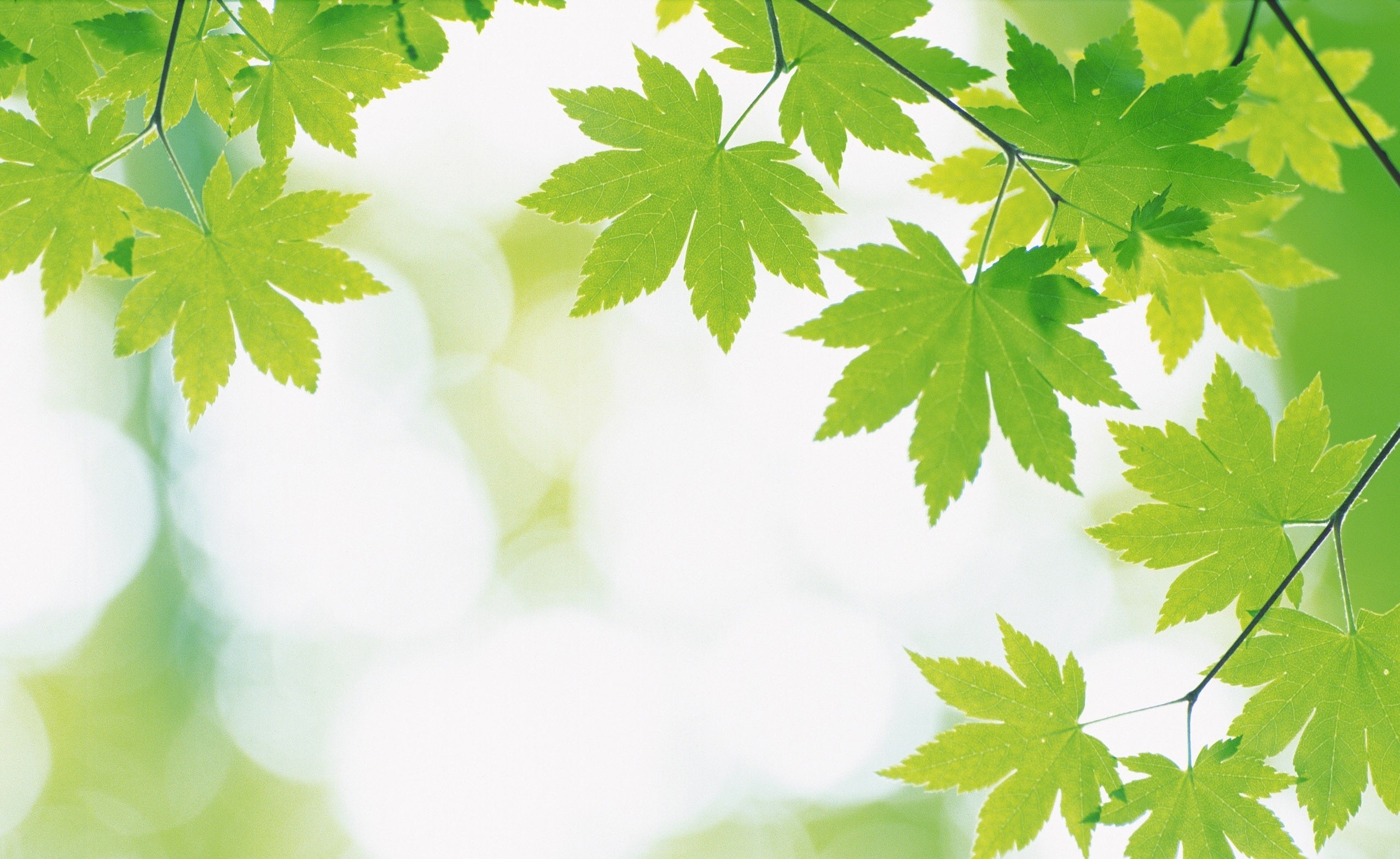 Green Nature Plants Leaves Wallpaper HD