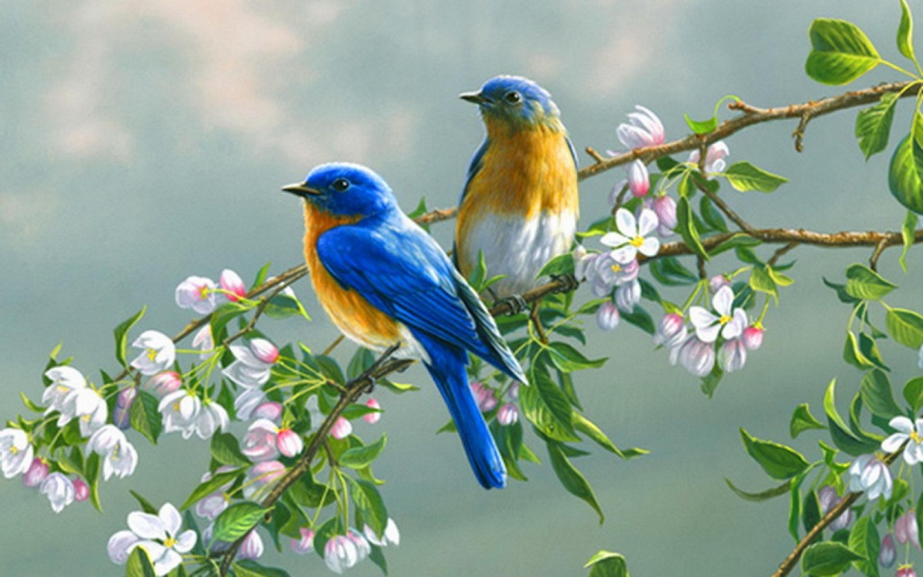 Birds In Love Wallpaper HD Desktop Collections