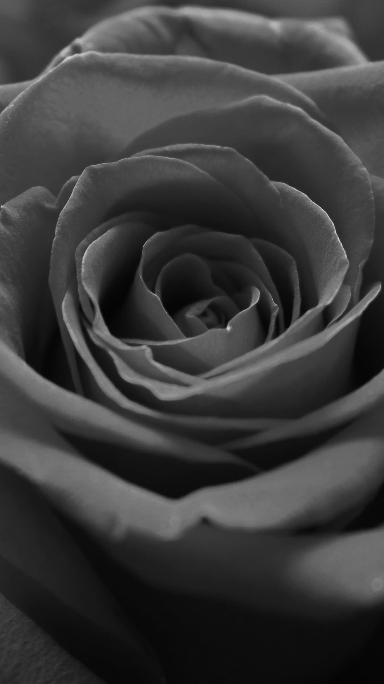 Black And White Macro Rose Flower Grey Dark Android