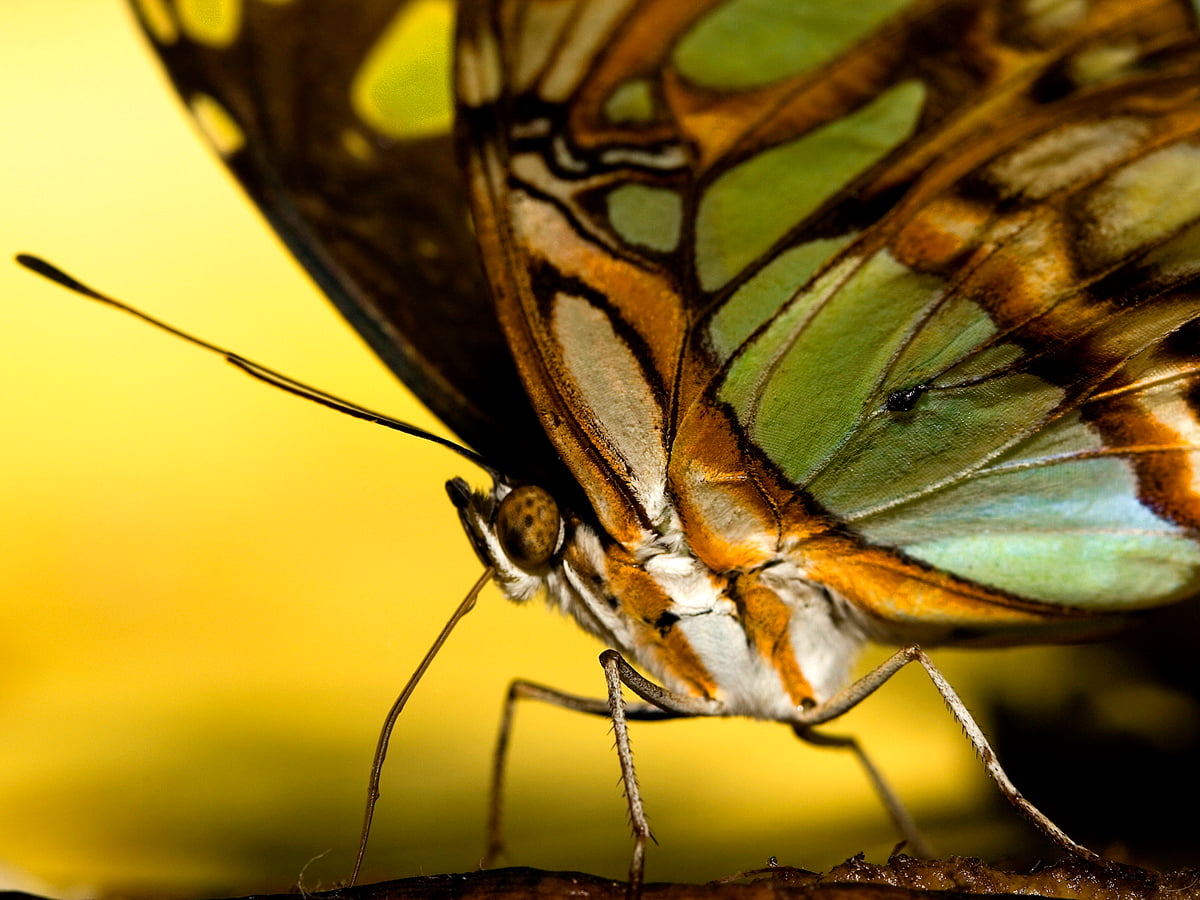 Insects Wallpaper HD