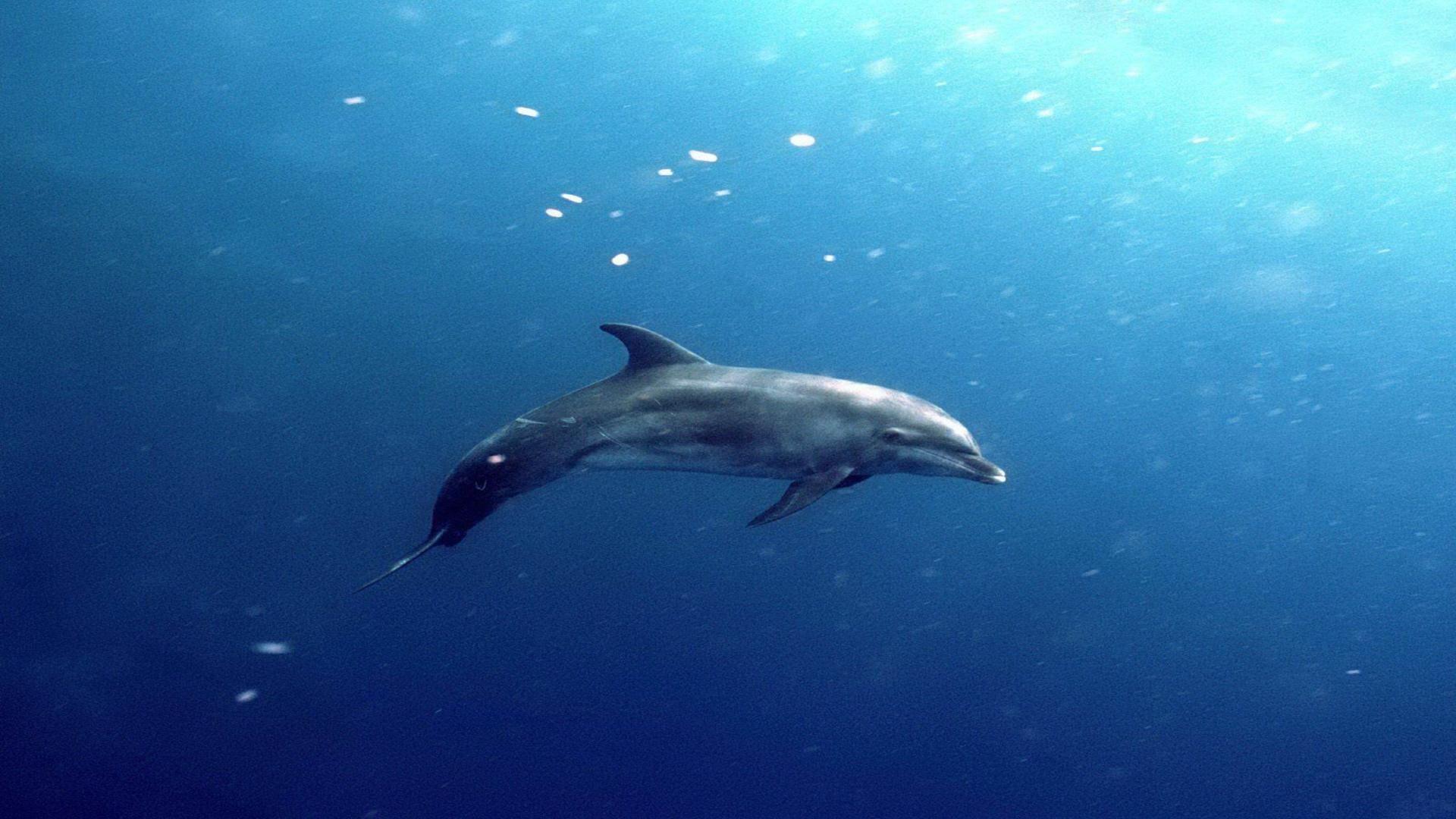 Underwater Dolphin HD Wallpaper