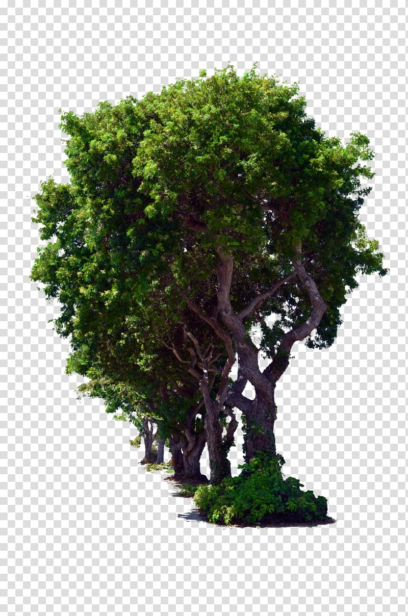 Tree Arboles Transparent Background Png Clipart Hiclipart