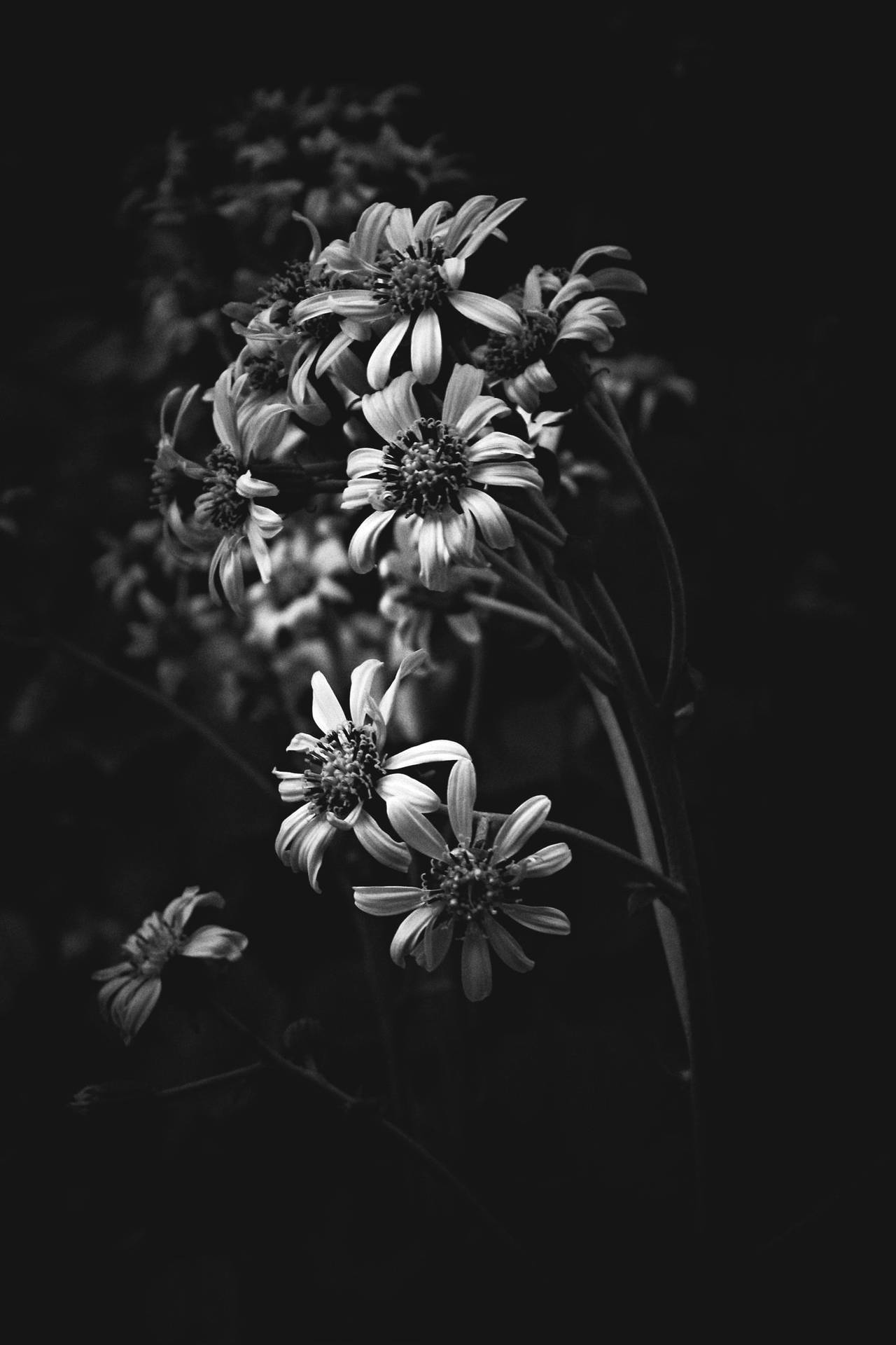 White Flower iPhone Wallpaper
