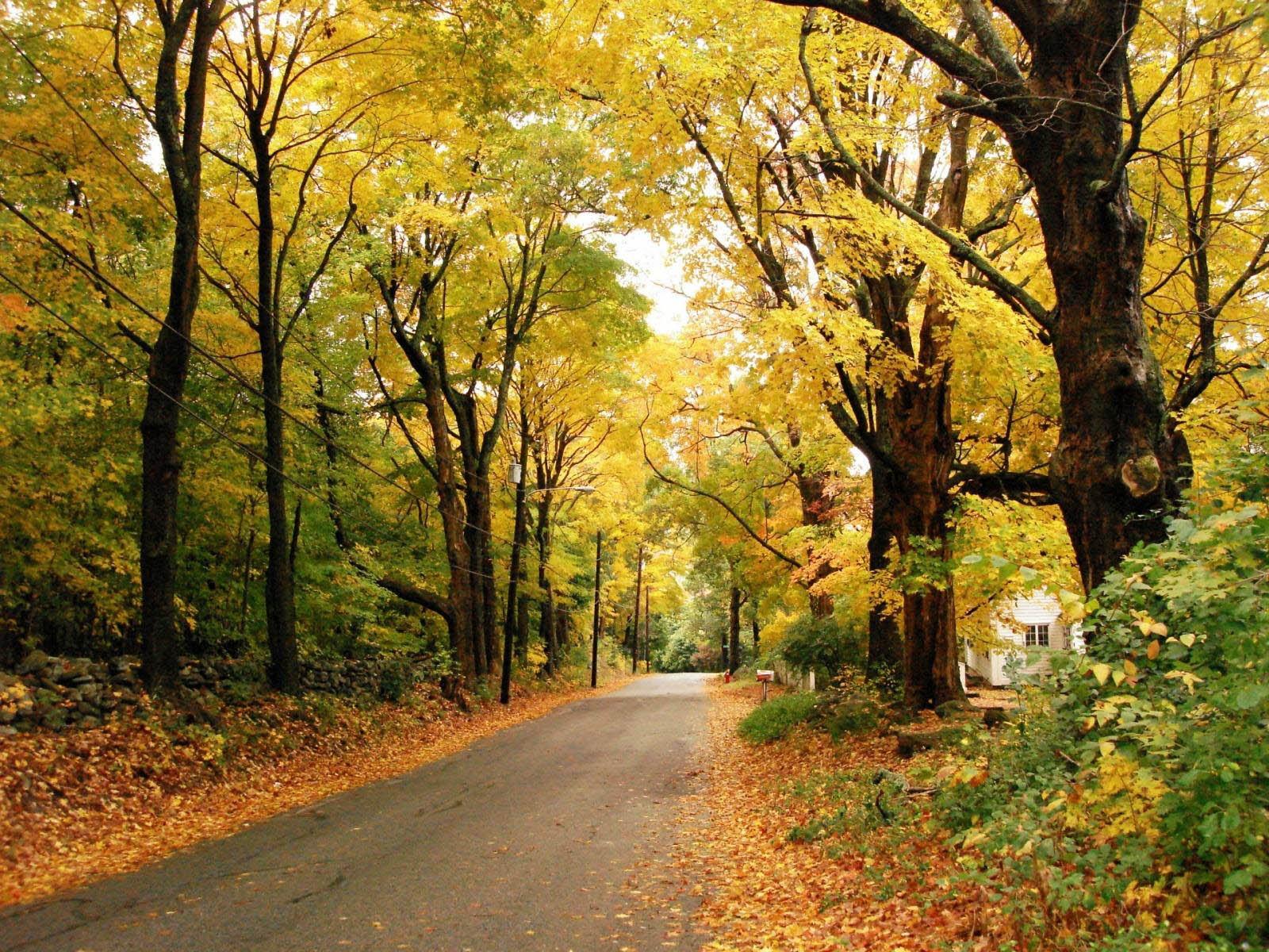 Autumn Road Scenery Wallpaper On This Background Website