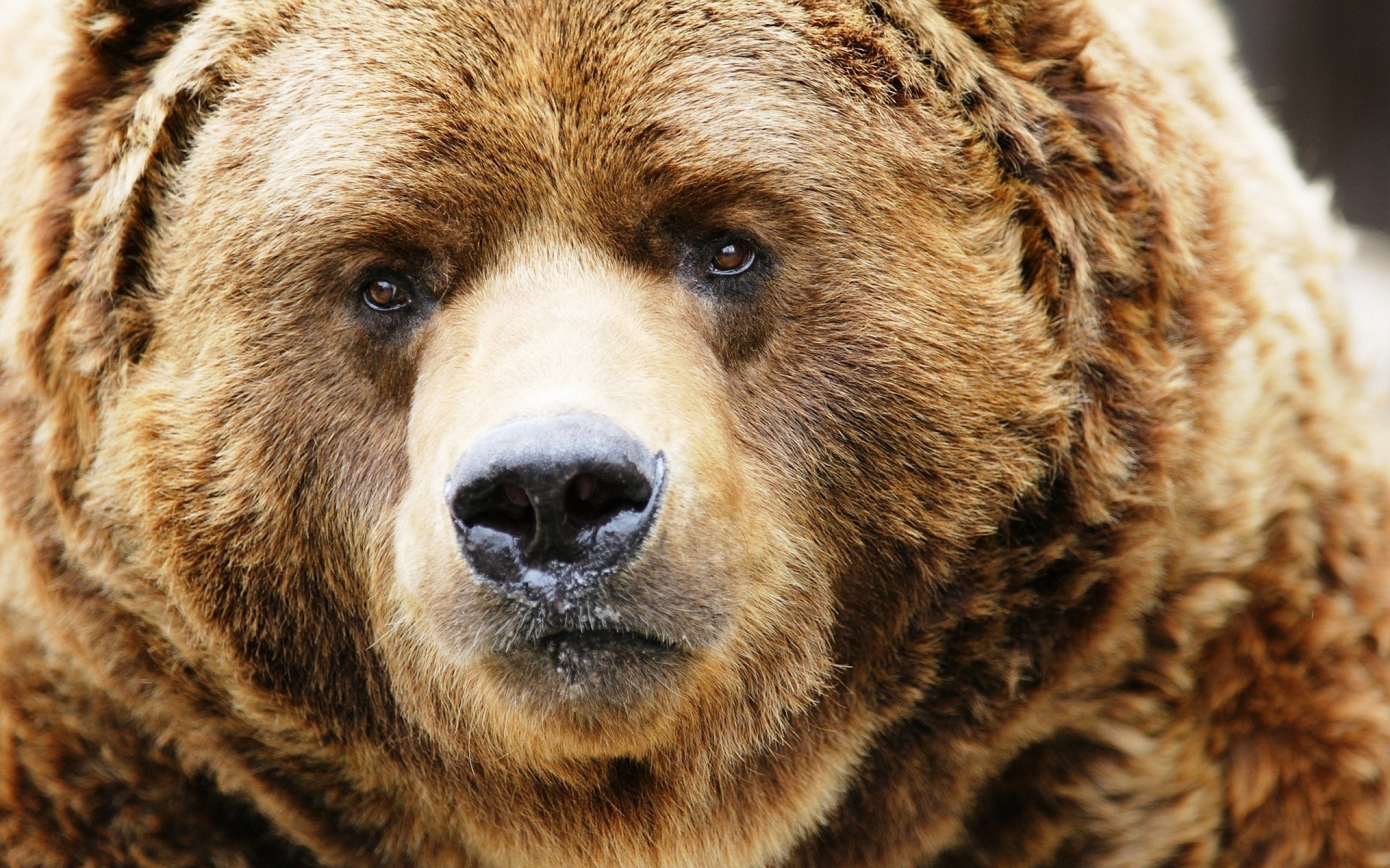 Grizzly Bear Background Wallpaper