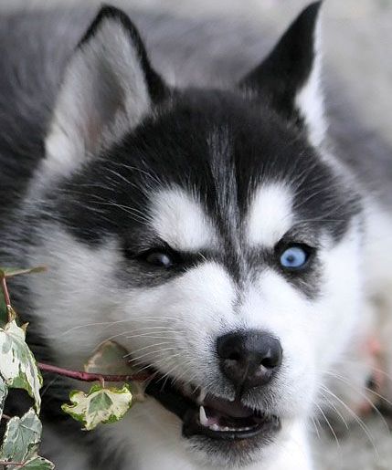 White Black Eyes Siberian Husky Puppies For Sale Clasf