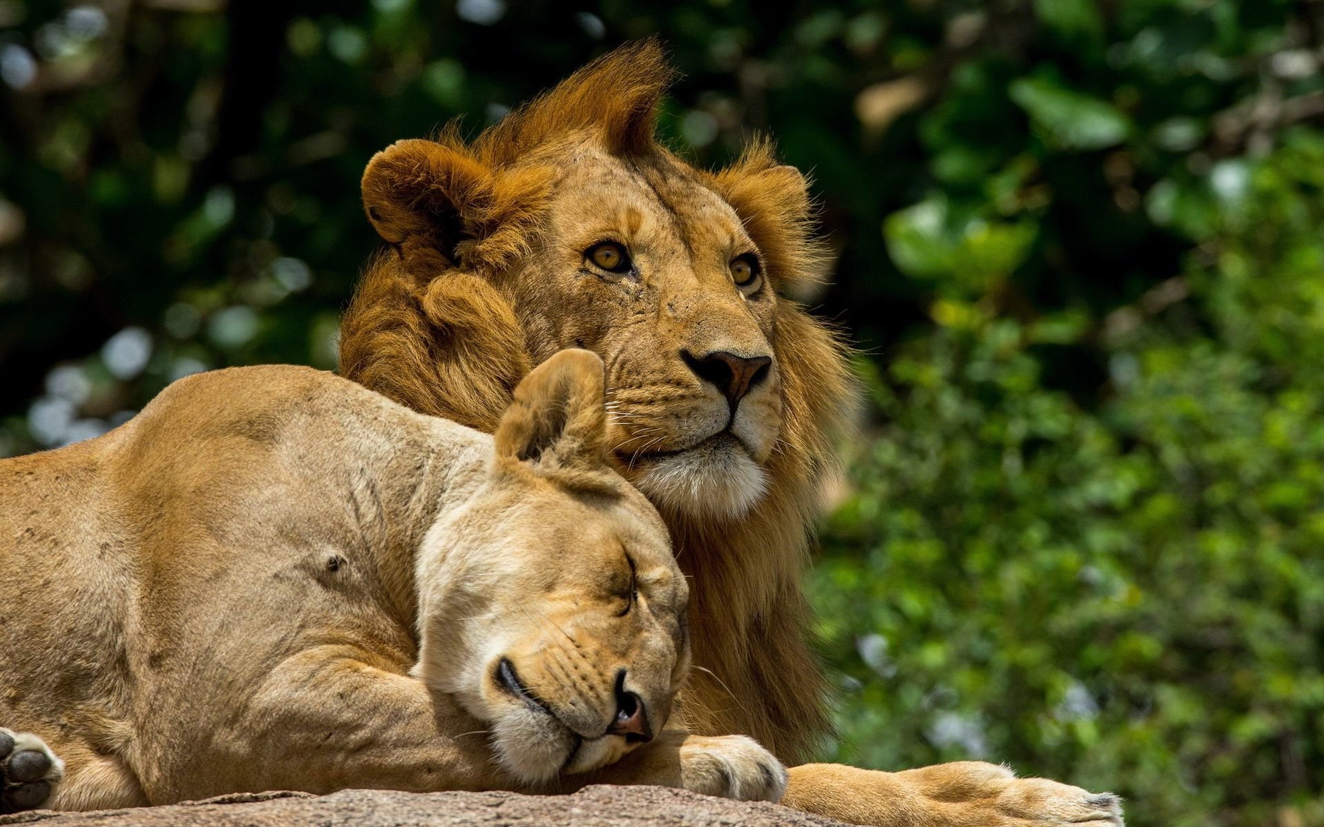 Lion And Lioness Wallpaper Animal Picture Archive