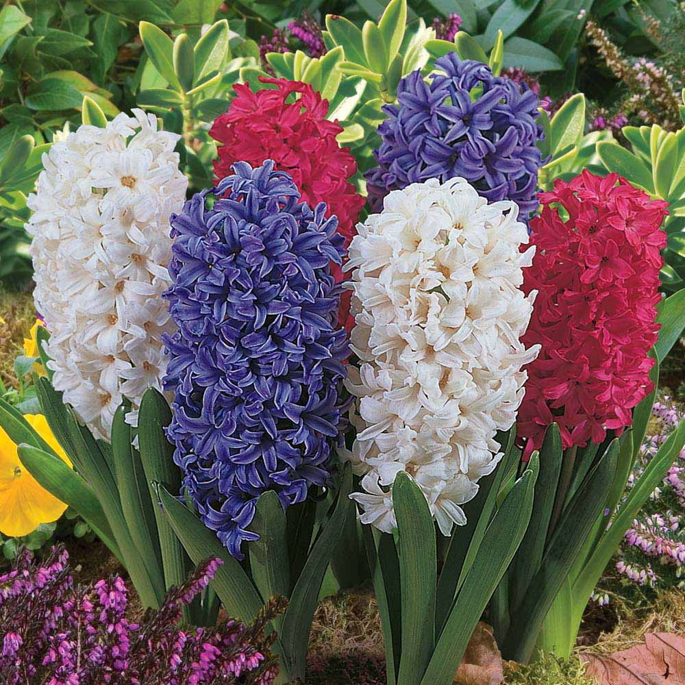 Hyacinth Flower Pictures HD Wallpaper Lovely