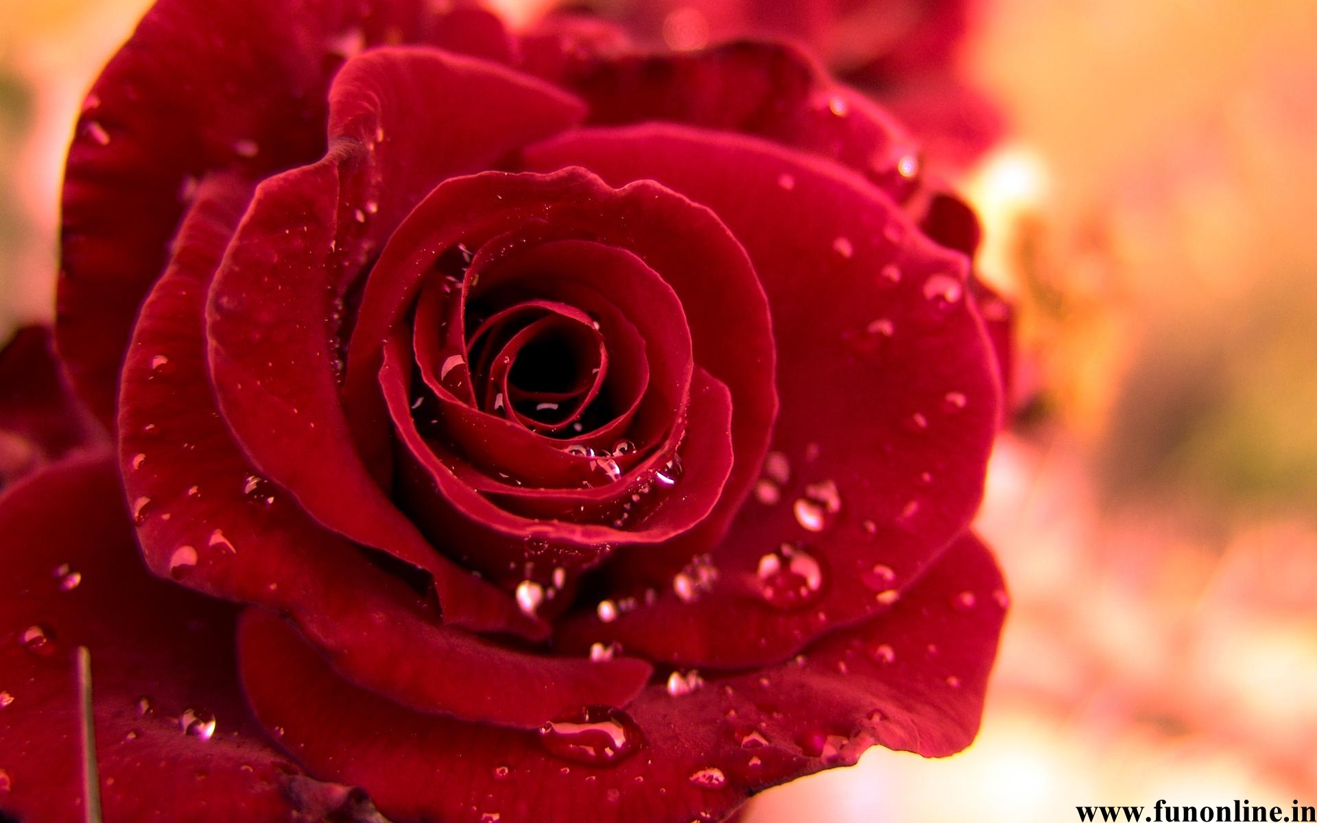 Red Rose Wallpapers Download Lovely Red Roses HD Wallpapers For Free