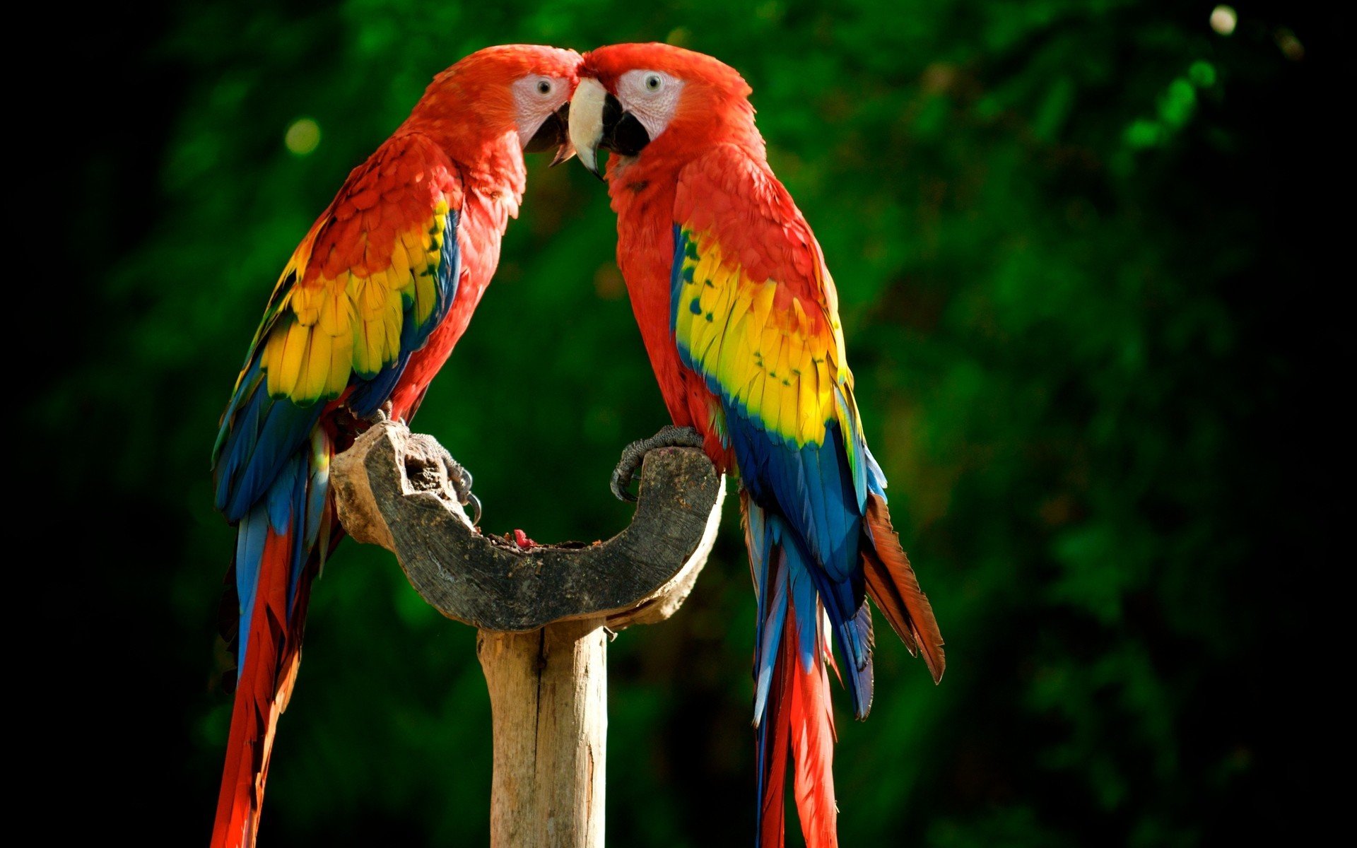 Birds parrots Scarlet Macaws wallpaper 1920x1200 249005