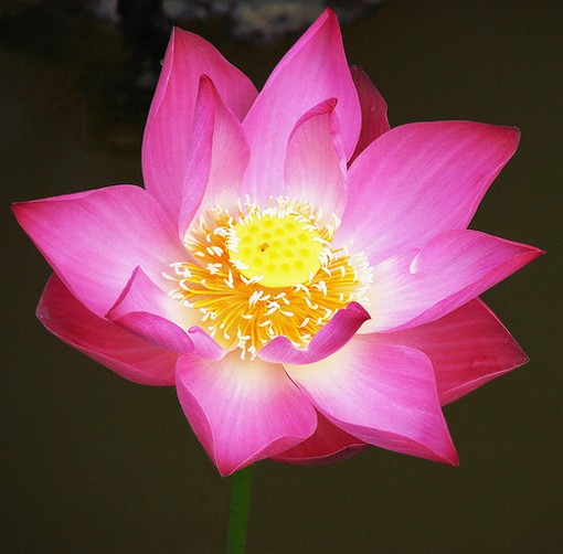 Pink Lotus Flowers Flower HD Wallpaper Image Pictures Tattoos
