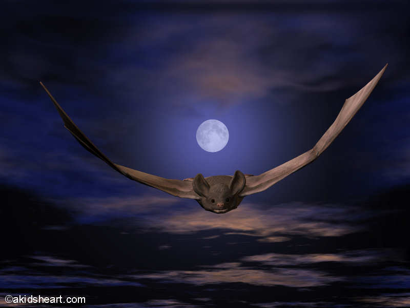  Bat Halloween Wallpaper Background HD  CBEditz