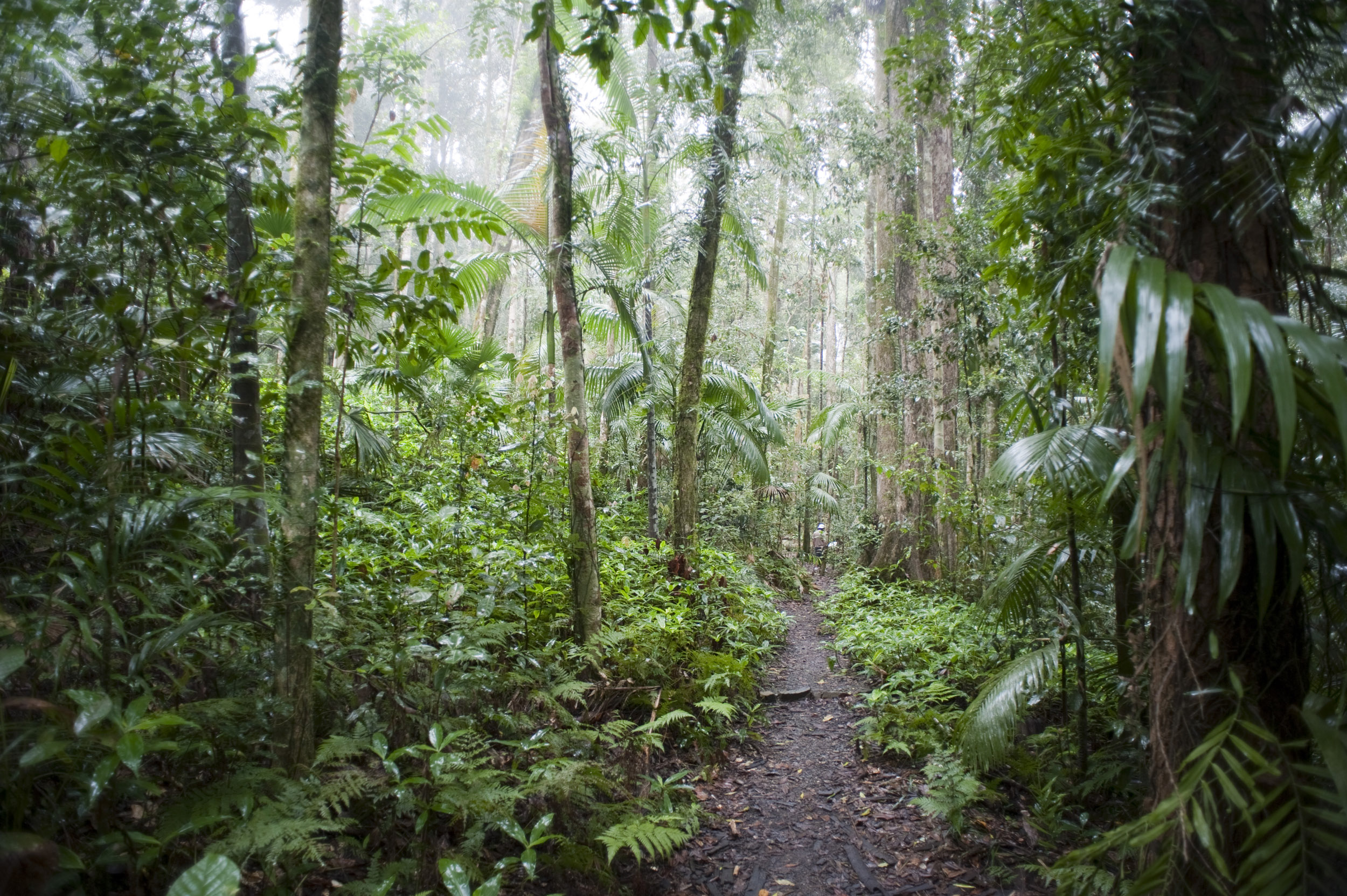 Printable Rainforest Background Printable Blank World