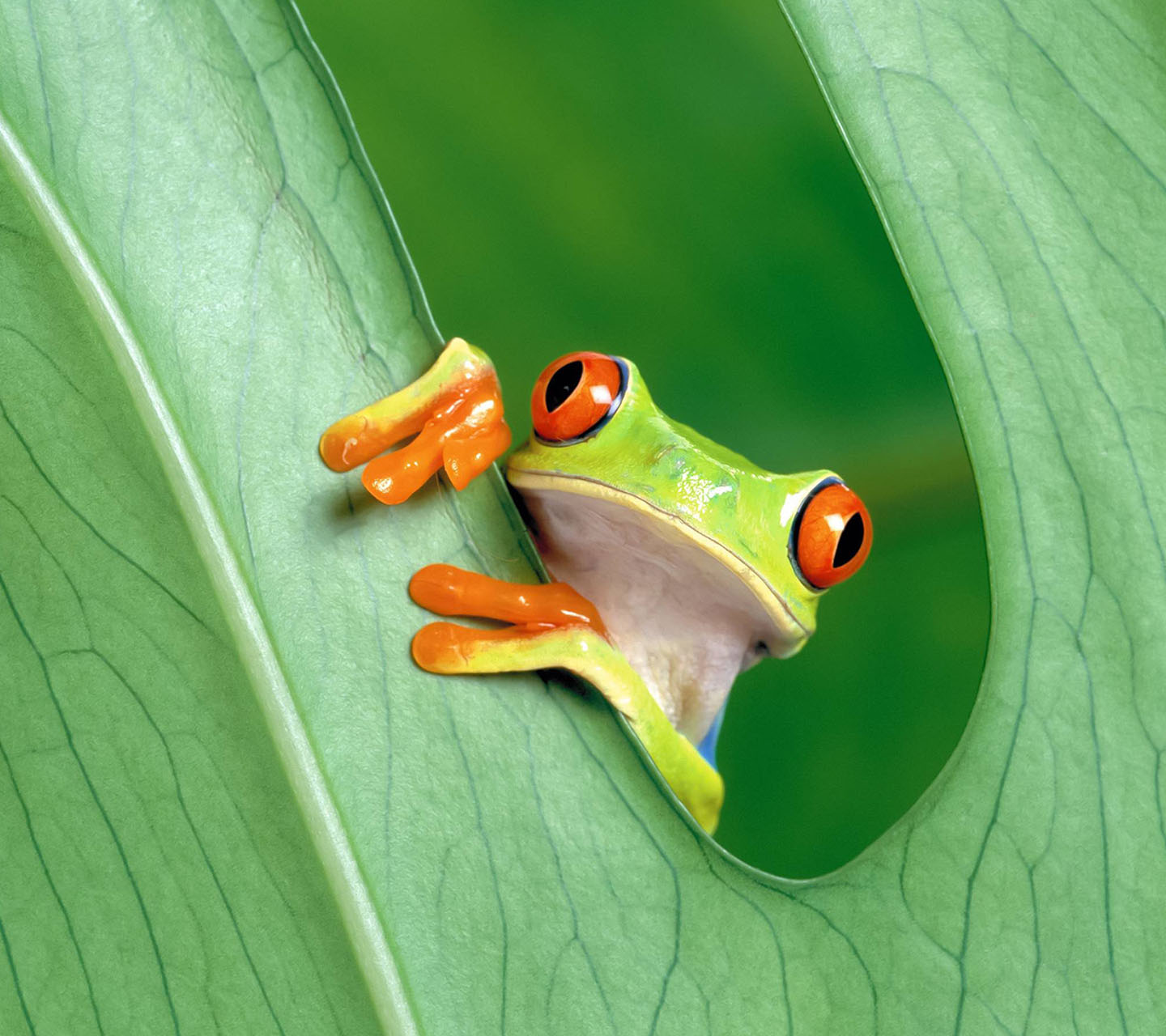 Full View And Download Cute Real Frog Wallpape Wallpaper